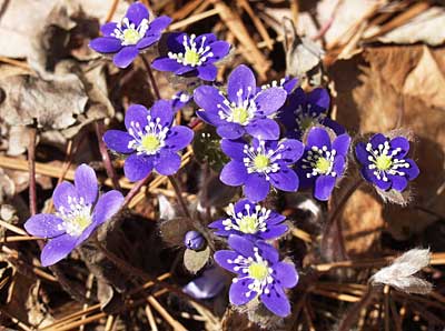 Hepatica 3