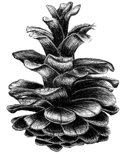 pineconedrawing.gif